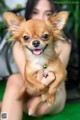 A woman holding a small brown dog in her arms.